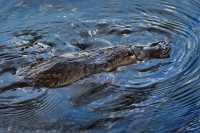 Ptakopysk podivny - Ornithorhynchus anatinus - Platypus 9034